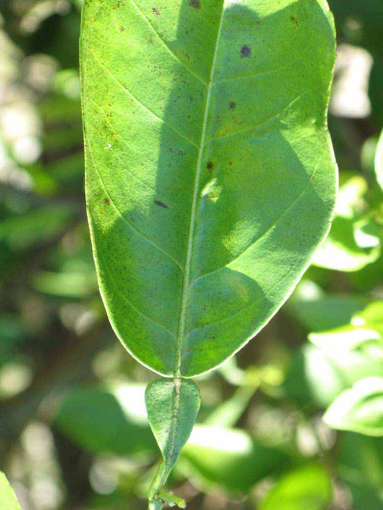              Unifoliolate leaf (Winter Haven, FL)       